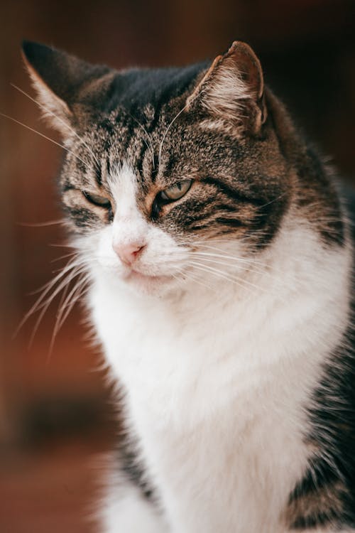 Bezpłatne Darmowe zdjęcie z galerii z futro, koci, kot Zdjęcie z galerii