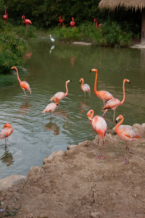 Free A group of vibrant flamingos wading in a serene zoo pond surrounded by lush greenery. Stock Photo