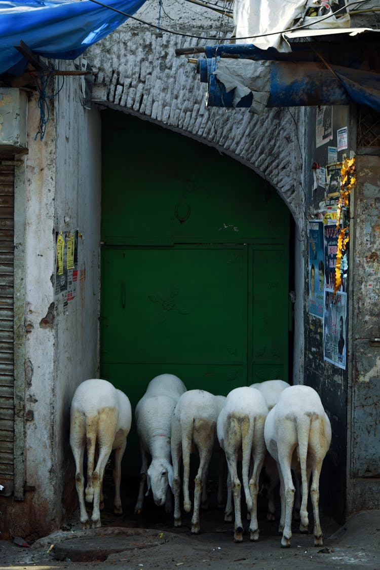 Farm Animals Beside A Green Gate