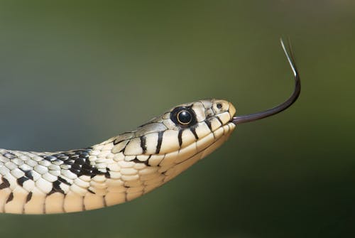 Free White and Black Snake on Close Up Photography Stock Photo