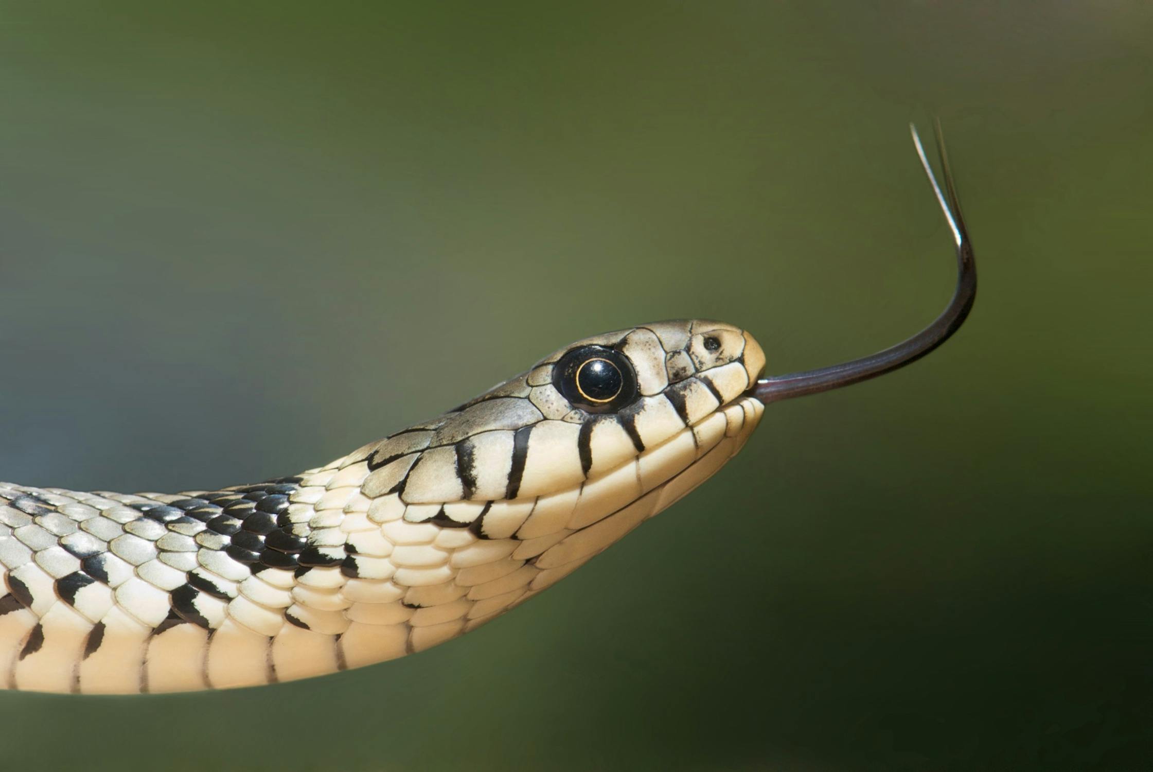 SERPIENTE