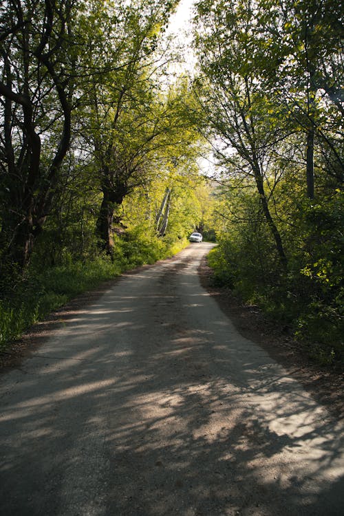 A Pathway Between the Trees in the Forest