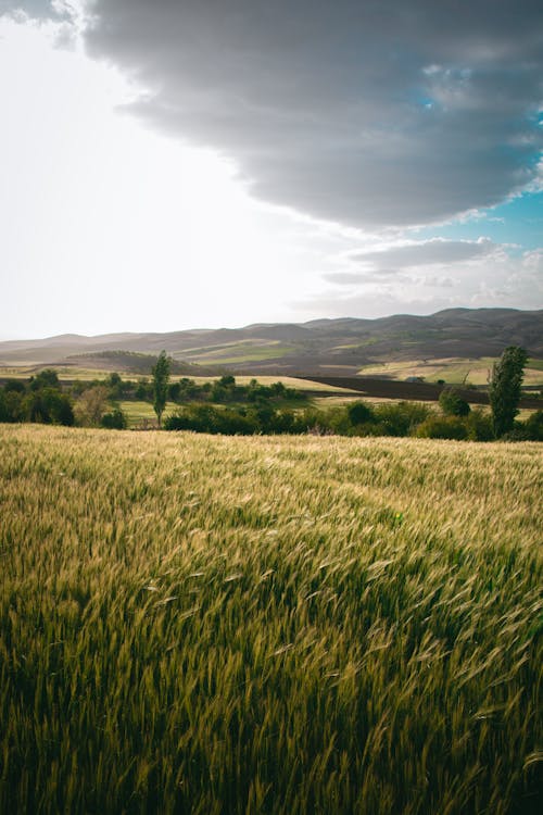 Wheat Field Near Mountain Under Cloudy Sky