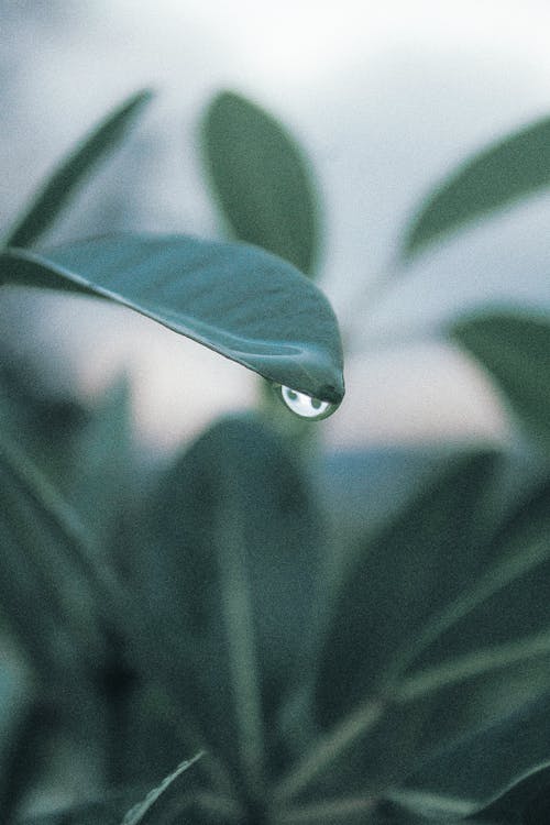 Green Leaf Plant in Close-Up Photography