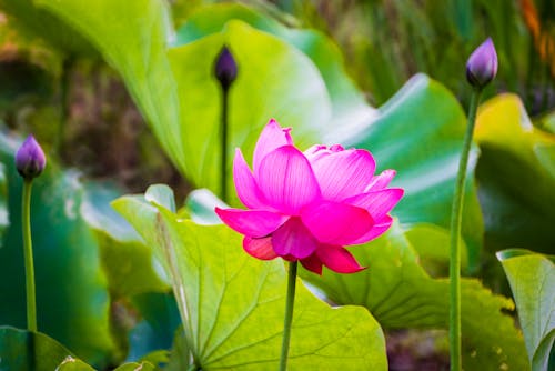 Close-Up Shot of a Pink Water Lily in Bloom