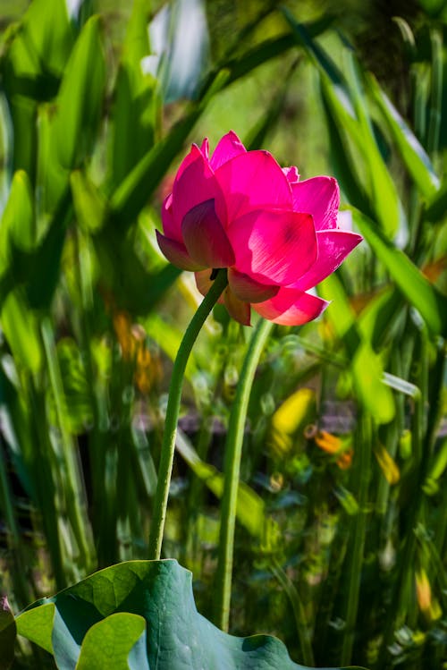 Close-Up Shot of a Pink Water Lily in Bloom