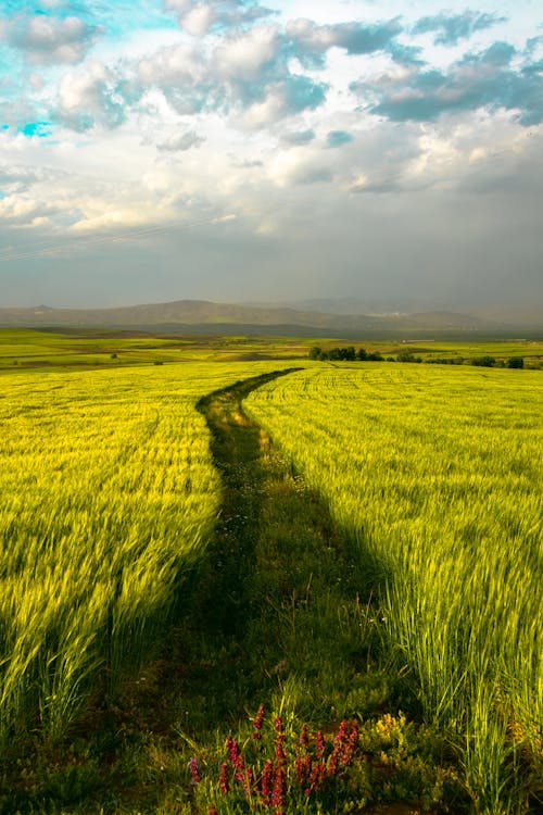 Agricultural Field Near Mountain Under Cloudy Sky