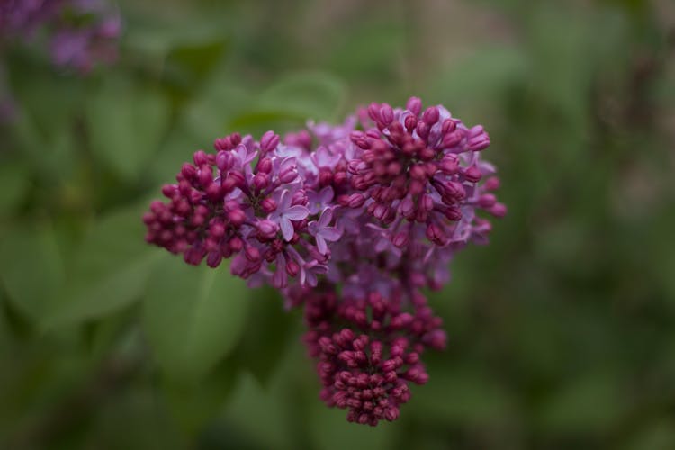 Close-Up Shot Of Purple Milkweed