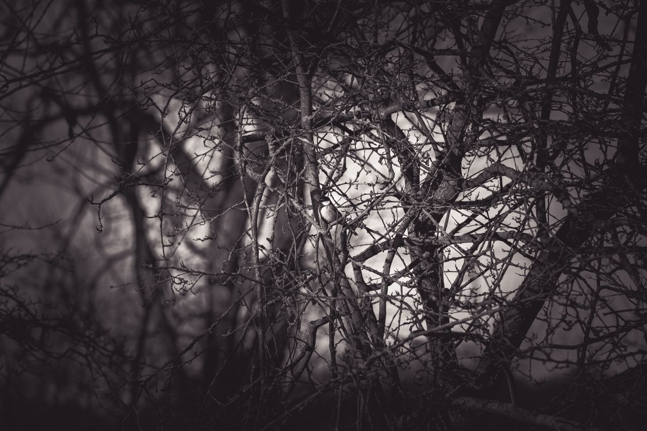 a stark black and white shot of tangled tree branches creating an eeri
