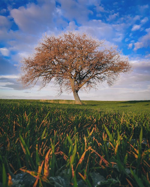Free A Tree in the Middle of the Grass Field Stock Photo