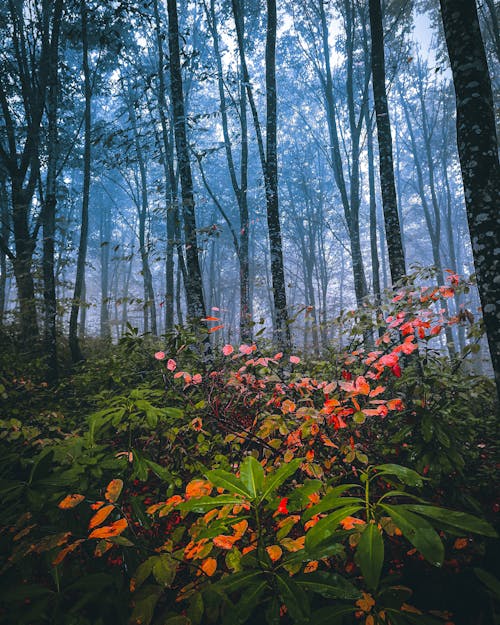 Free Flowers in the Forest Stock Photo