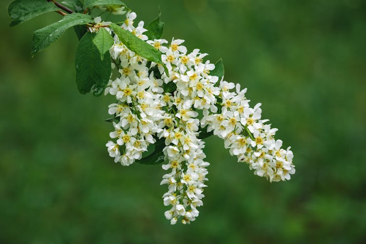 Close-Up Shot Of Prunus Padus