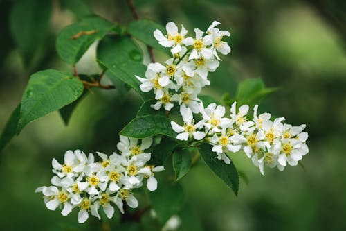 A White Flowers With Green Leaves