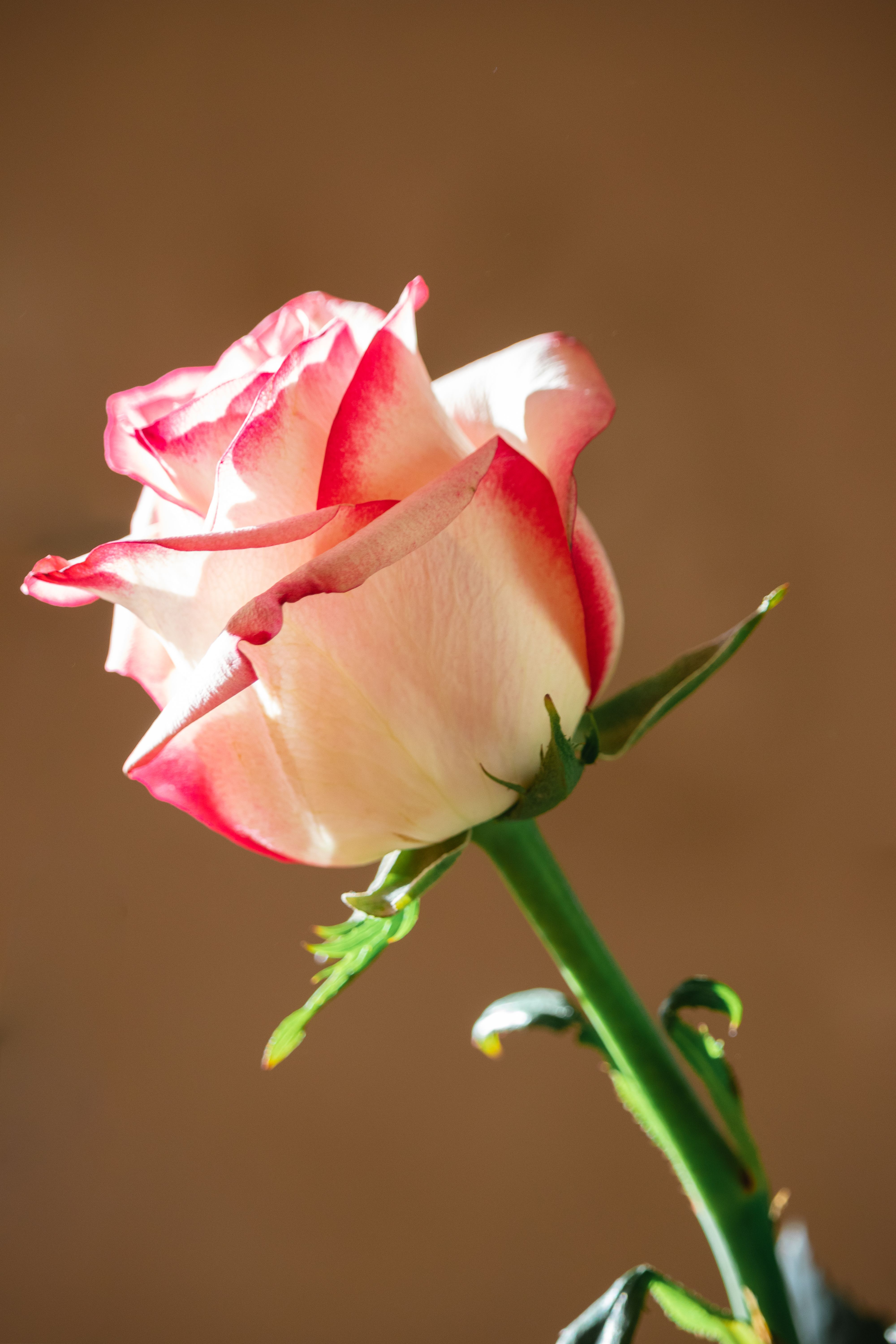 Close-Up Shot of a Pink Rose in Bloom · Free Stock Photo