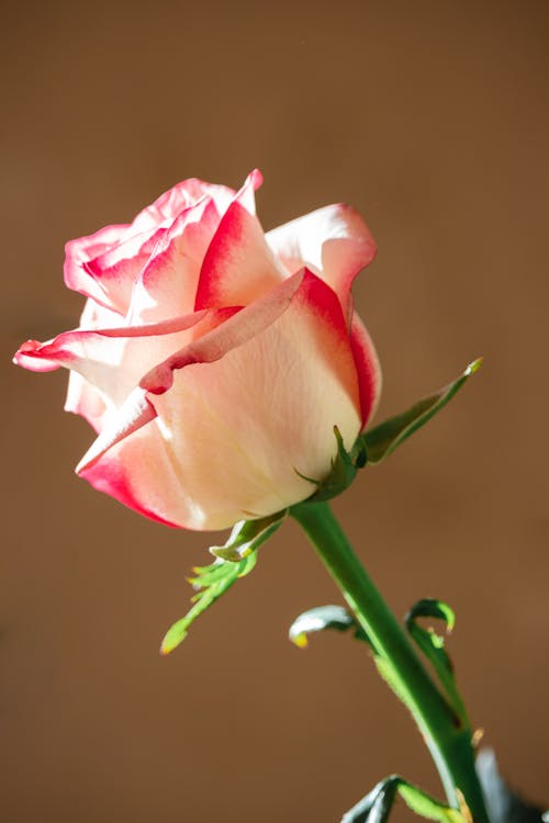 Gratis Immagine gratuita di bocciolo, delicato, fiore rosa Foto a disposizione