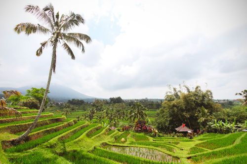 Free Lush green rice terraces in Bali under a cloudy sky, showcasing rural beauty. Stock Photo