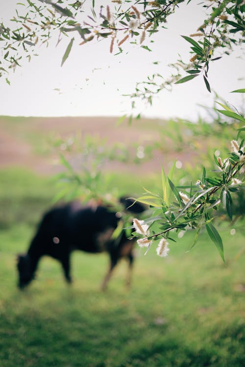 Ağaç dalları, bulanık arka plan, Çiftlik içeren Ücretsiz stok fotoğraf