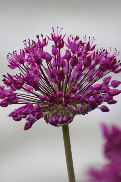 Free Fotos de stock gratuitas de allium rosenbachianum, de cerca, flor Stock Photo