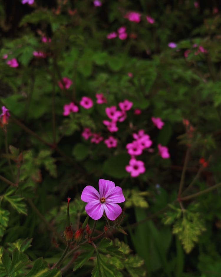 A Purple Flowers With Green Leaves