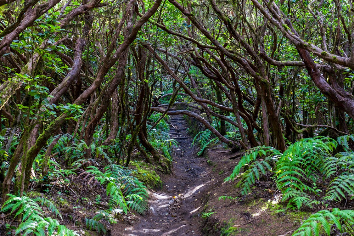 Photos gratuites de arbres, arbres forestiers, bizarre