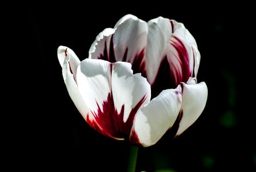 フローラ, 咲く, 花の無料の写真素材