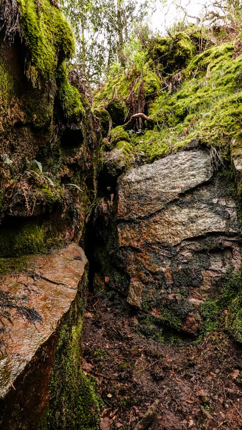 Foto d'estoc gratuïta de @outdoor, activitat a l'aire lliure, arbre