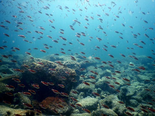 Scenic View of Fishes Underwater