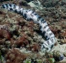 An Eel Under the Sea