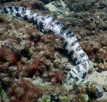 An Eel Under the Sea