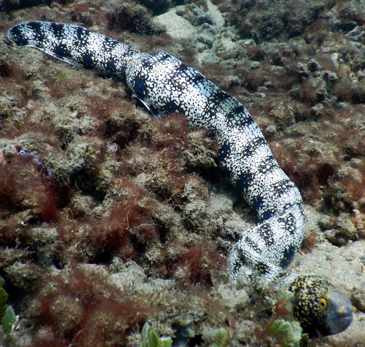 An Eel Under The Sea