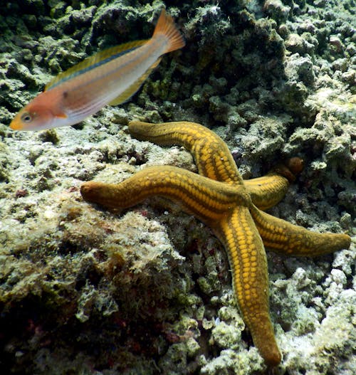 Free A Starfish on a Coral Reef Stock Photo