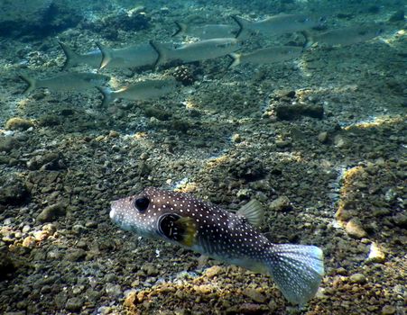 Yellow and Black Fish on Water