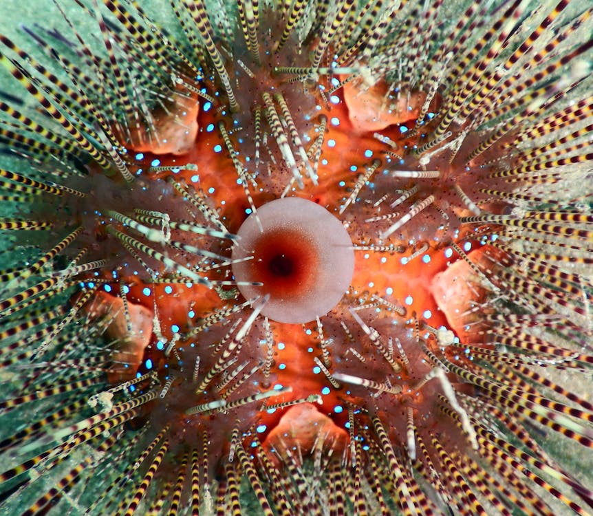 Close-up of a Banded Sea Urchin · Free Stock Photo