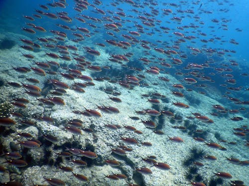 Foto d'estoc gratuïta de animals, aquàtic, coralls