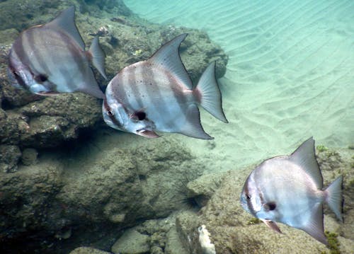 大西洋鏟魚, 天性, 水下 的 免費圖庫相片