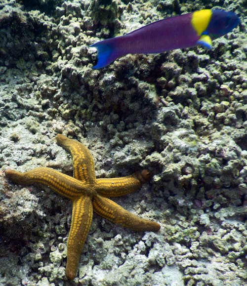 Close-up of a Starfish and Cortez Rainbow Wrasse Fish 