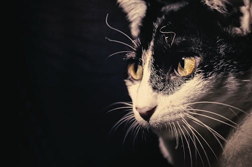 無料 猫のクローズアップ写真 写真素材