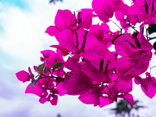 Free stock photo of beautiful flower, bougainvillea, flowers