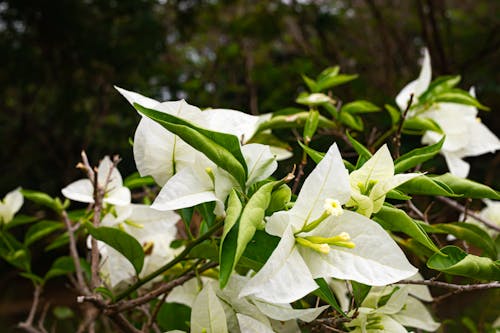 Δωρεάν στοκ φωτογραφιών με λευκά λουλούδια, λευκό λουλούδι, λευκός
