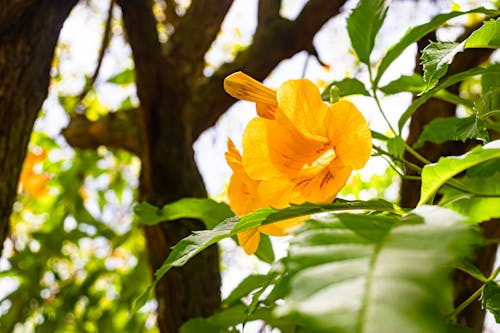 Δωρεάν στοκ φωτογραφιών με ανθοφόρο δέντρο, κίτρινα άνθη, κίτρινη