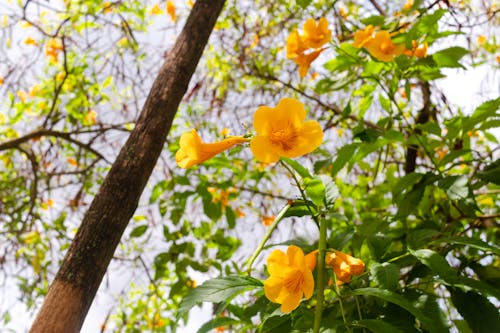 Δωρεάν στοκ φωτογραφιών με ανθοφόρο δέντρο, κίτρινα άνθη, κίτρινη