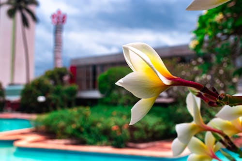 Free stock photo of beautiful flower, plumeria, white