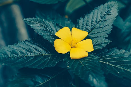 Δωρεάν στοκ φωτογραφιών με κίτρινη, κίτρινο άνθος, λουλούδι