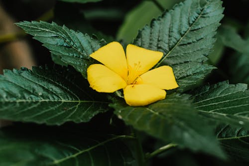 Δωρεάν στοκ φωτογραφιών με κίτρινη, κίτρινο άνθος, λουλούδι