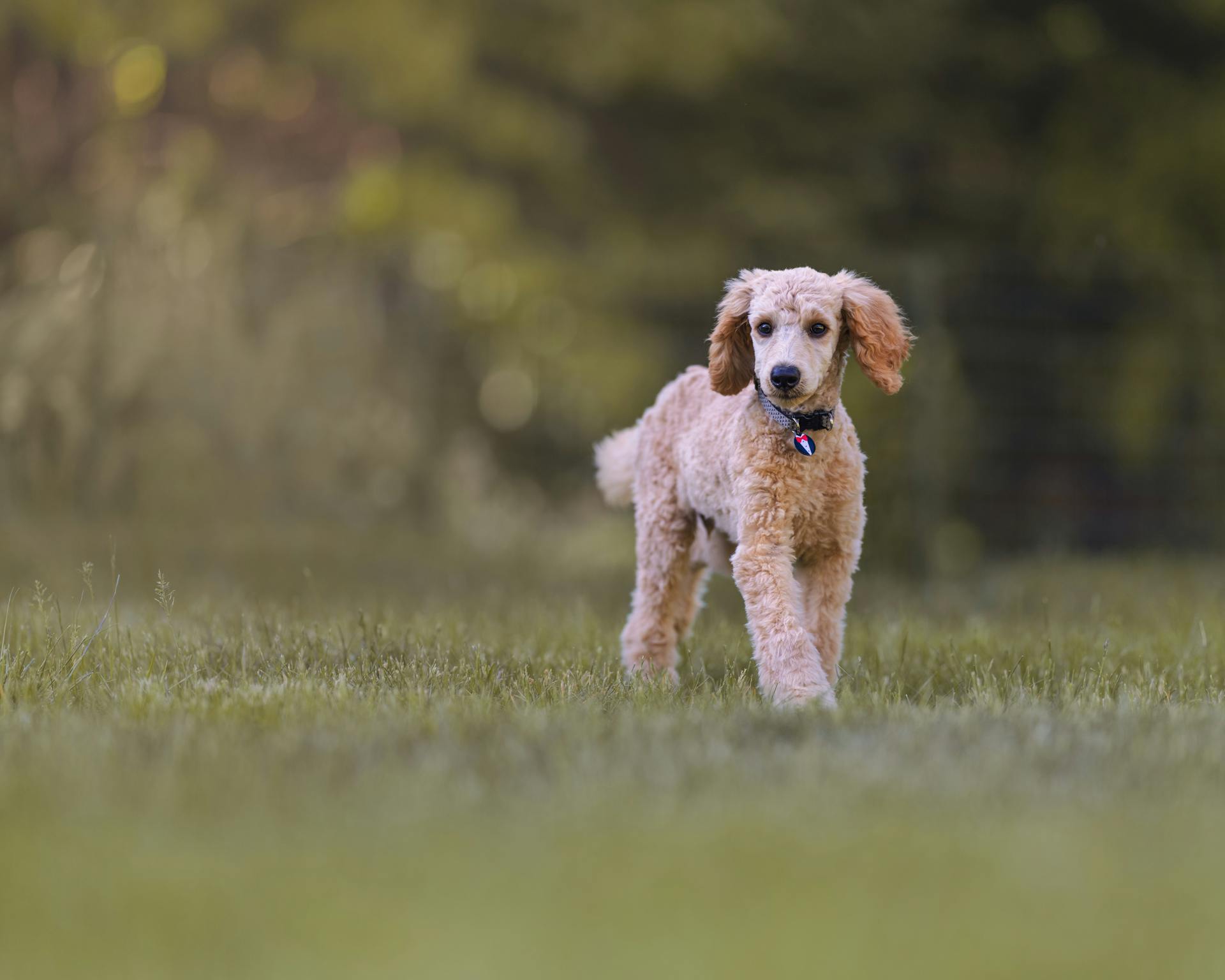 A Poodle Walking on the Grass