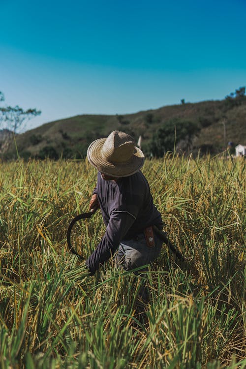 Foto stok gratis agrikultura, bidang, lahan pertanian