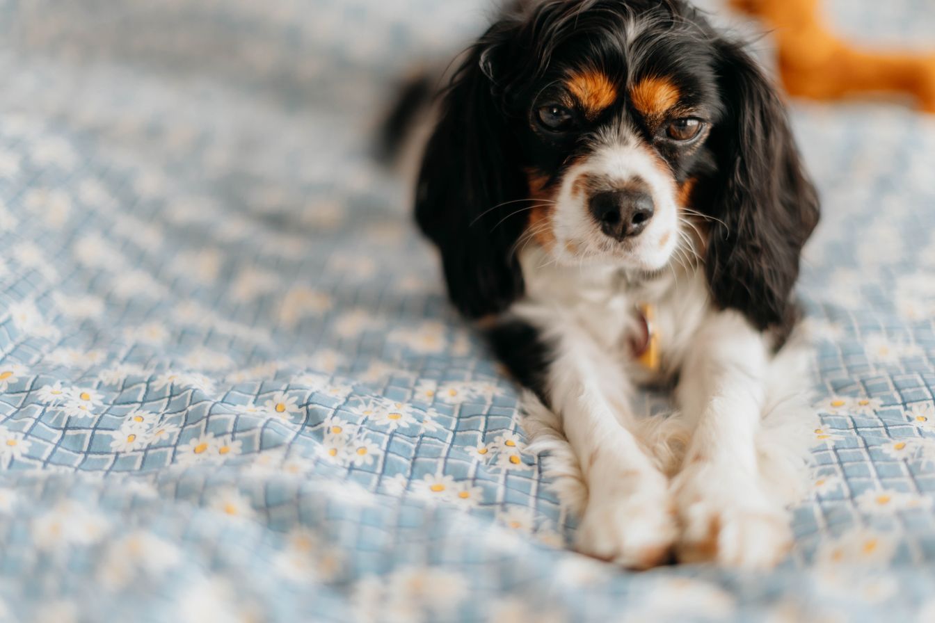 Dogs Catch C Diff from Humans: Risks & Prevention Explained