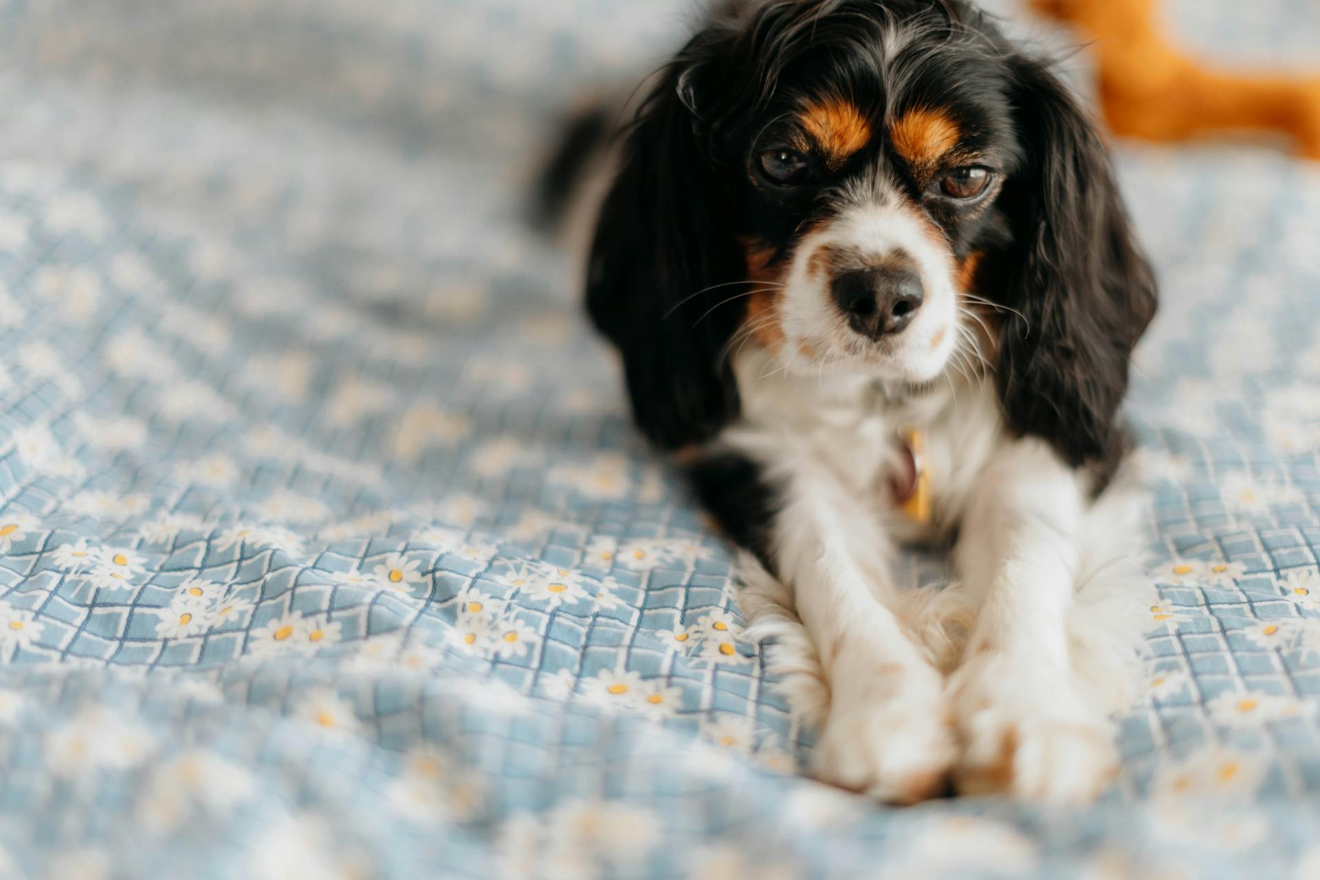 Närbilden av en Cavalier King Charles Spaniel som ligger ner