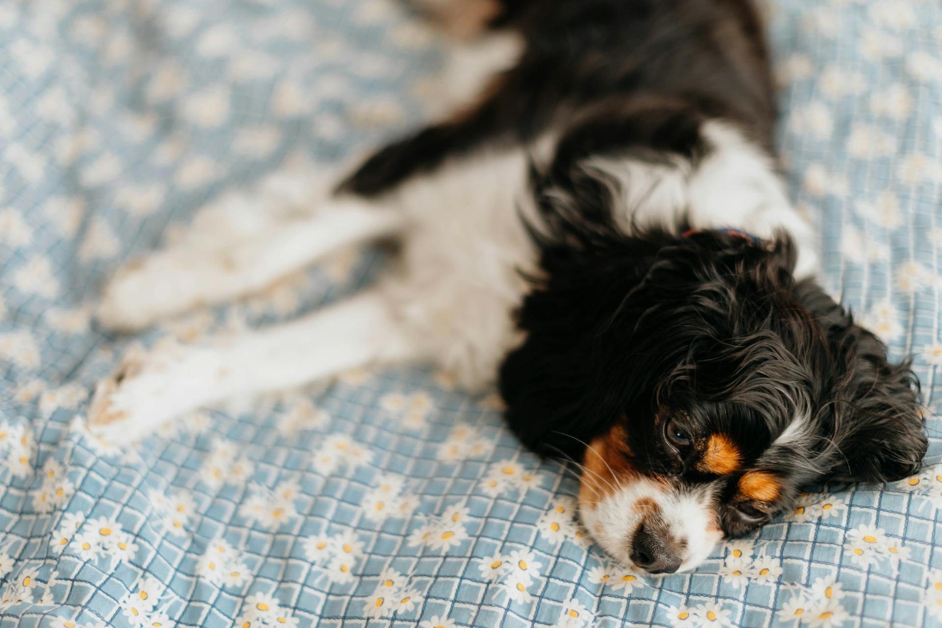 Een close-up van een Cavalier King Charles Spaniel die ligt