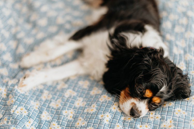 Close-Up Shot Of A Cavalier King Charles Spaniel Lying Down